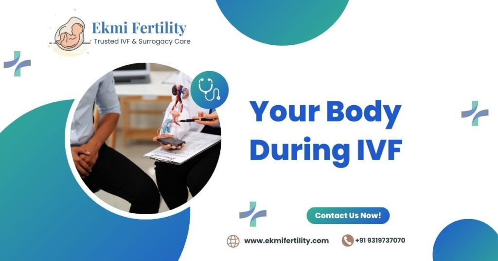 Your Body During IVF